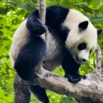 giant-panda-tree-climbing-video-china-sichuan