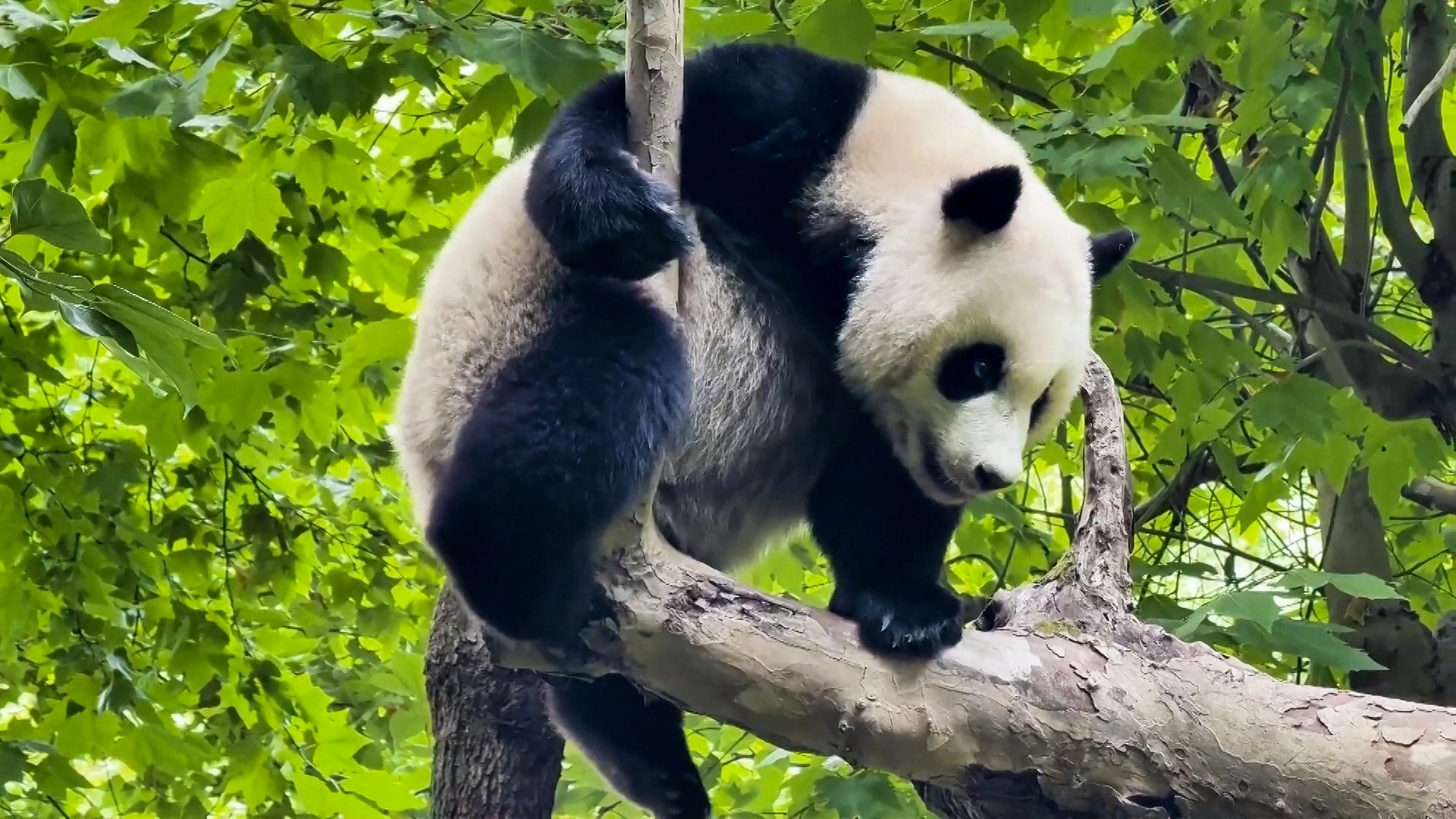 giant-panda-tree-climbing-video-china-sichuan