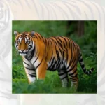 nepal-tiger-population-reaches-429
