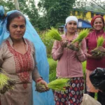 solukhumbu-paddy-plantation-progress-2026