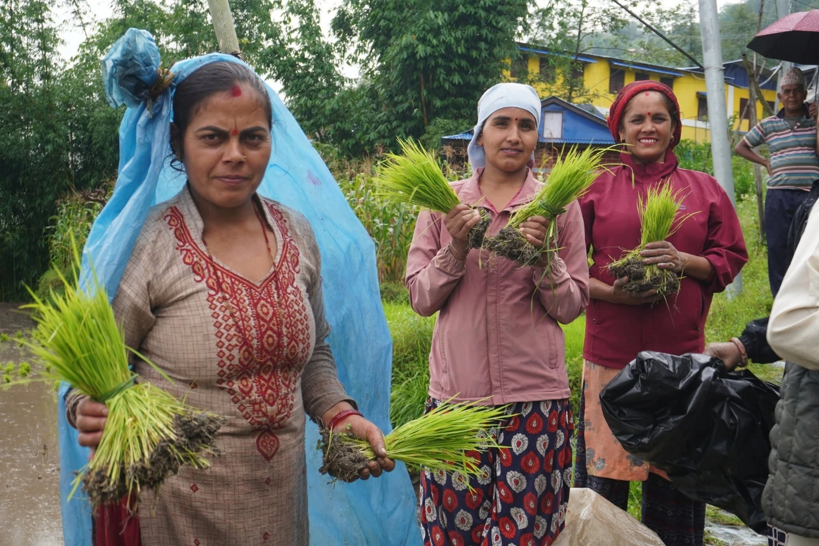 solukhumbu-paddy-plantation-progress-2026