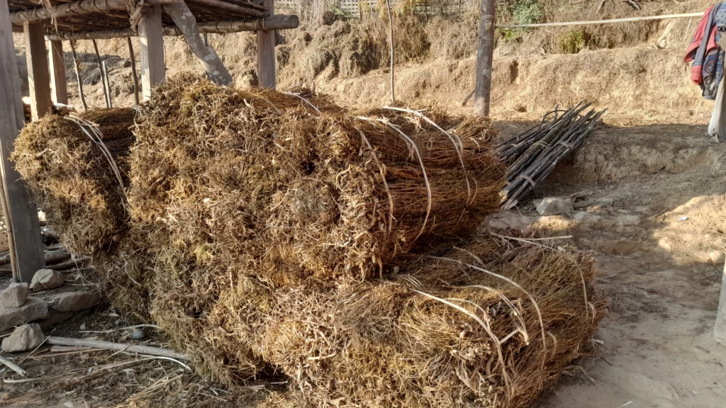 taplejung-chiraito-farming-decline-youth-migration