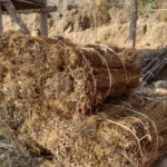 taplejung-chiraito-farming-decline-youth-migration
